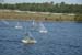jax regatta _sat31