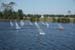 jax regatta _sat50